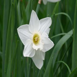 Narciso trompeta 'Mount Hood'